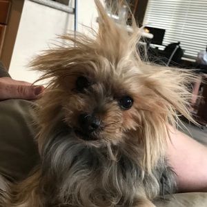 Meet your Posher, Susan